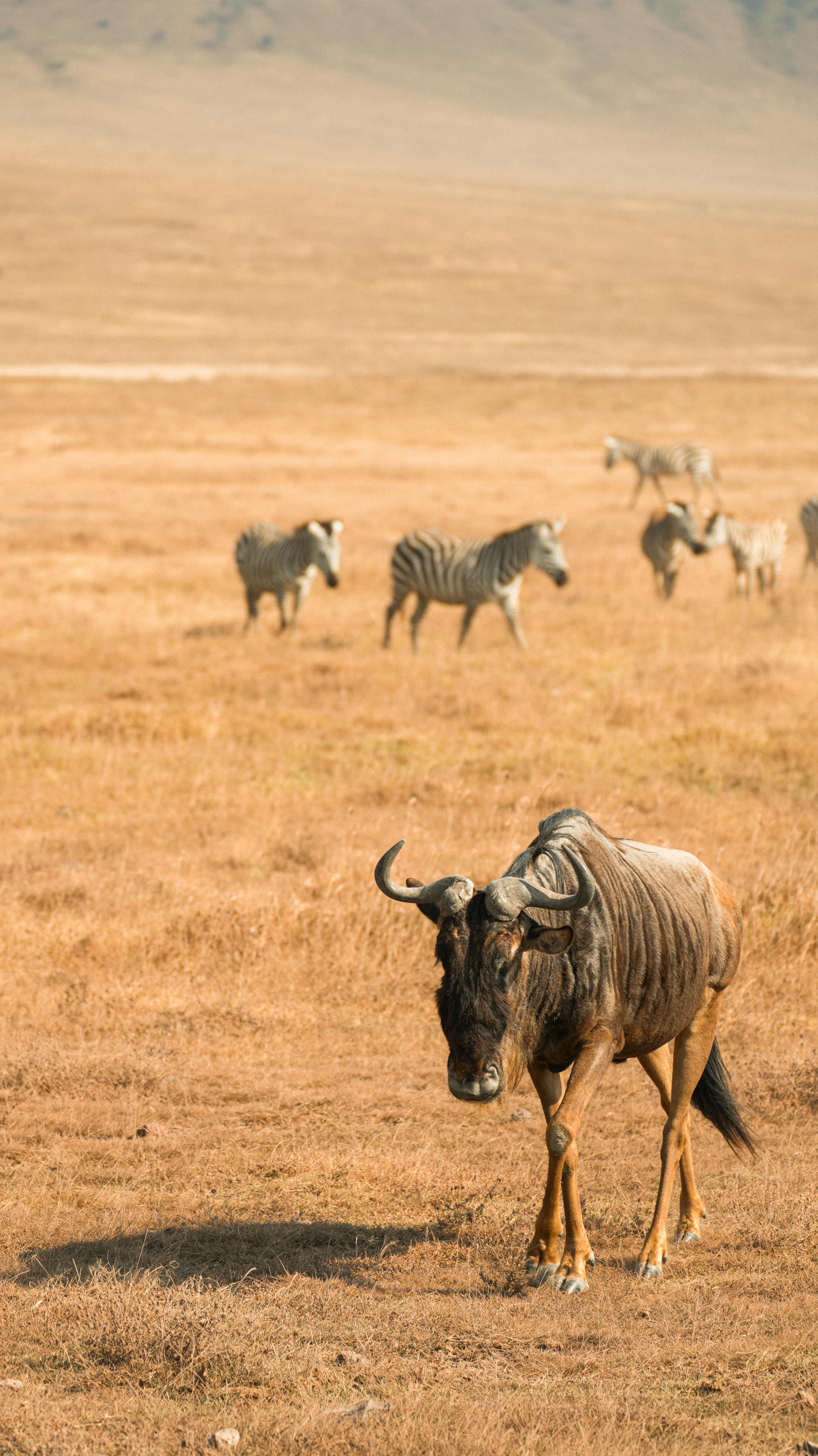Serengeti